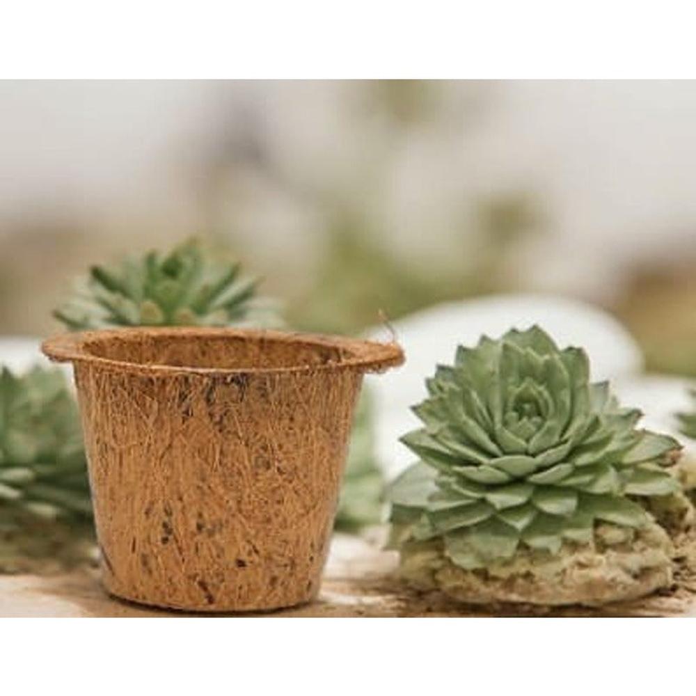 Ilearnngrow DIY Garderning Kit (6-9 Years)